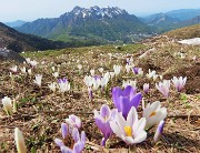 03 Crocus vernus (Zafferan0 maggiore) bianchi-violetti con vista in Alben